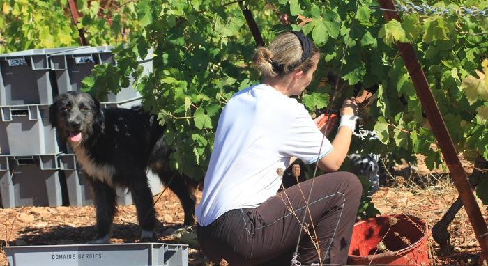 Vendanges 2013